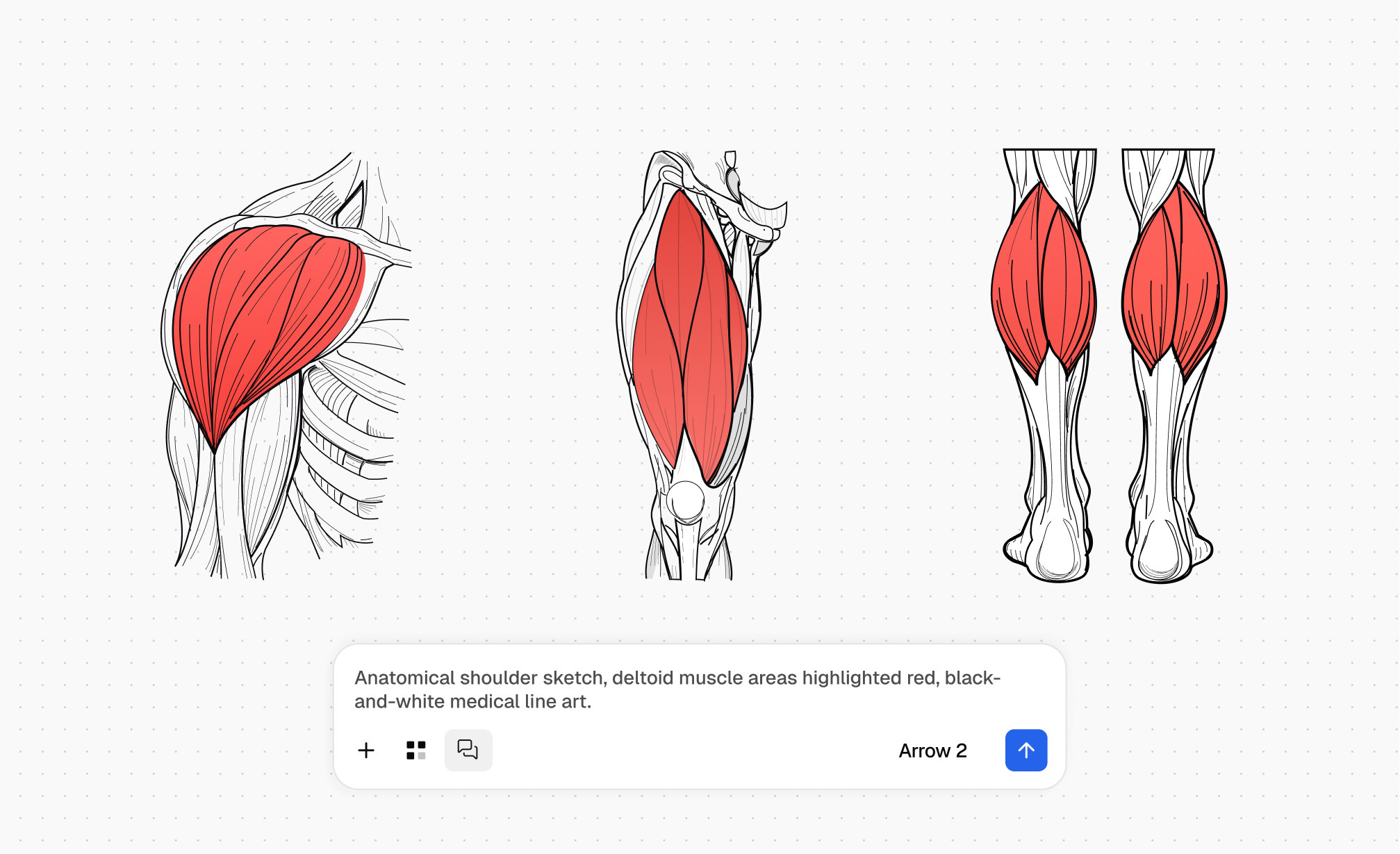 Shoulder, thigh, and calf line-art studies with selected muscles highlighted in red
